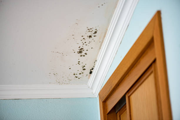 Best Insurance-Related Mold Remediation in Hackettstown, NJ
