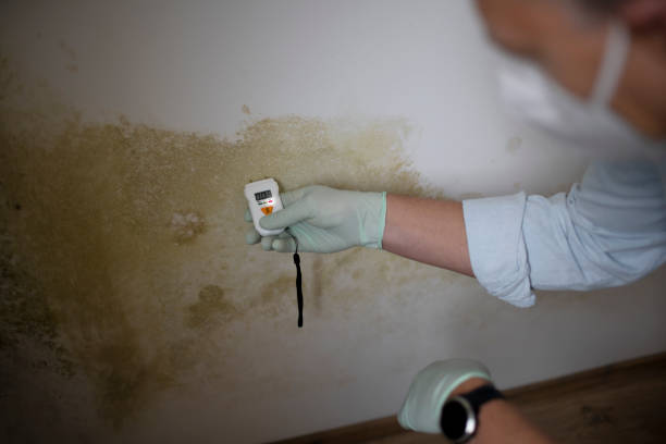 Best Residential Mold Remediation in Hackettstown, NJ
