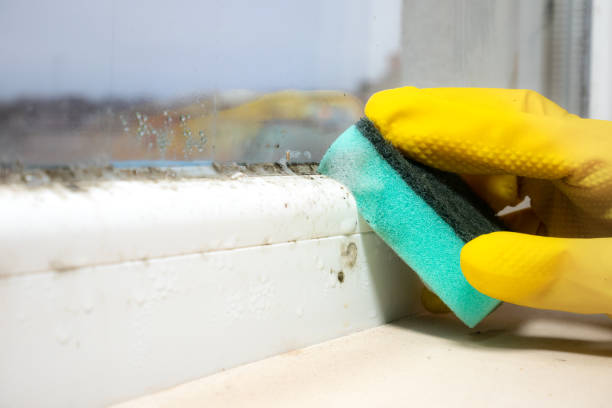 Best Emergency Mold Remediation in Hackettstown, NJ