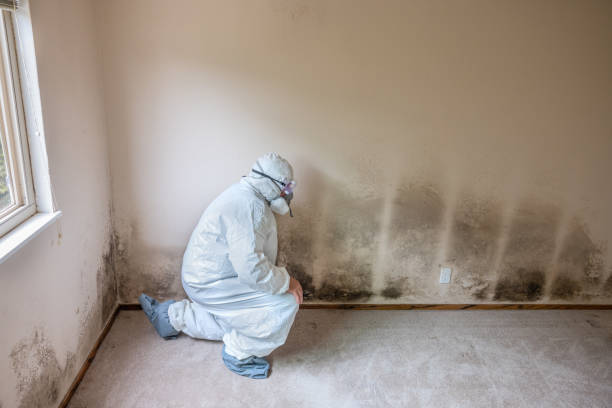 Best Attic Mold Remediation in Hackettstown, NJ