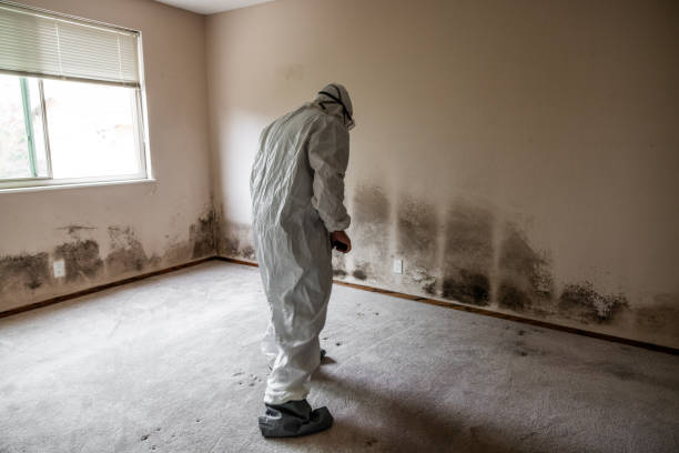 Best Black Mold Remediation in Hackettstown, NJ