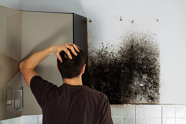 Best Basement Mold Remediation in Hackettstown, NJ
